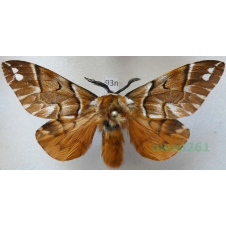 Endromis versicolora (Linnaeus, 1758) male Poland93n